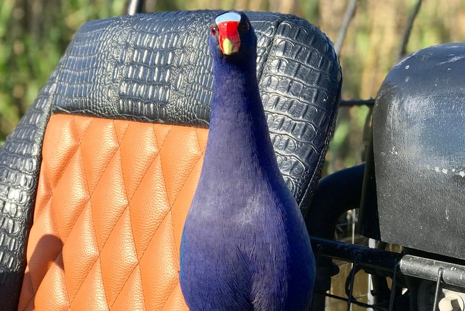 Private 1.5-Hour Airboat Tour of Miami Everglades - Tour Details