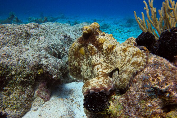Private 2 Tank Guided Experience in Curaçao for Certified Divers - The Sum Up
