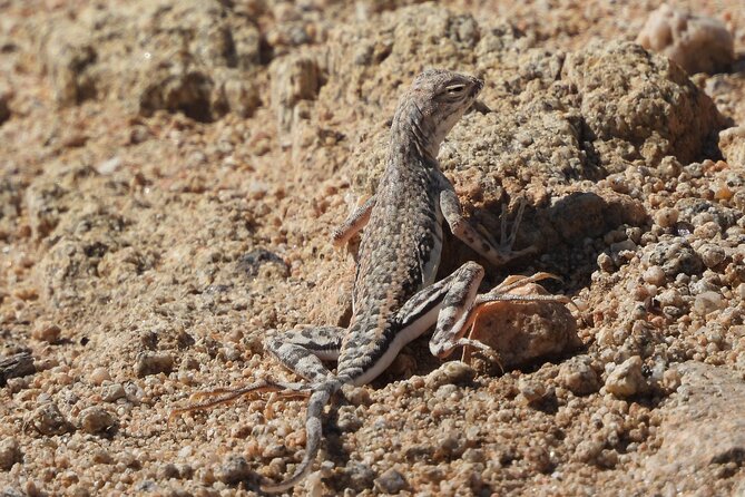 Private-36 Hour Adventure in Joshua Tree National Park - Tips for Camping and Basecamp Options