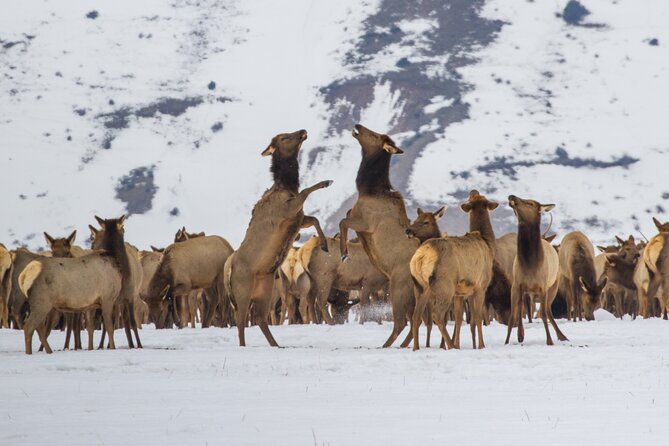 Private 8-Hour Grand Teton Adventure - Pricing and Options