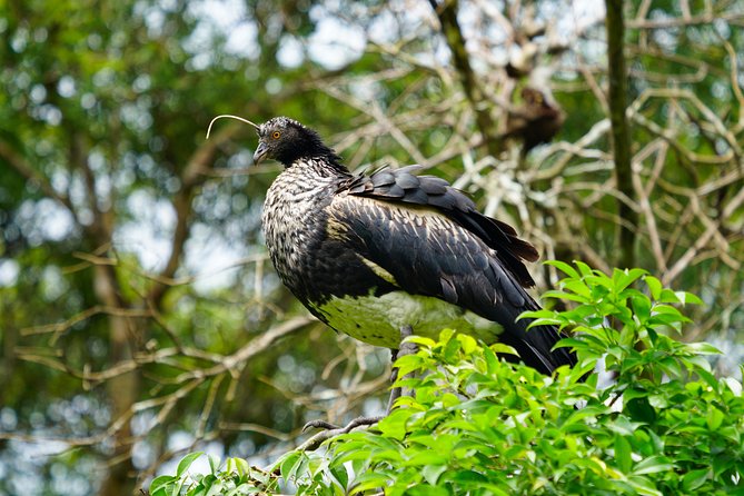 Private Amazing Amazon Discovery Tour - 4 Days, Iquitos, Peru - The Sum Up