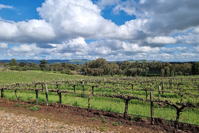 Private Barossa Valley Full Day Tour With Tastings and Lunch - Itinerary Overview