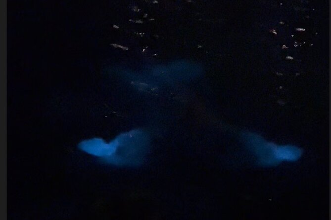 Private: Bioluminescence Tour - 6 Guests - Bioluminescence Experience
