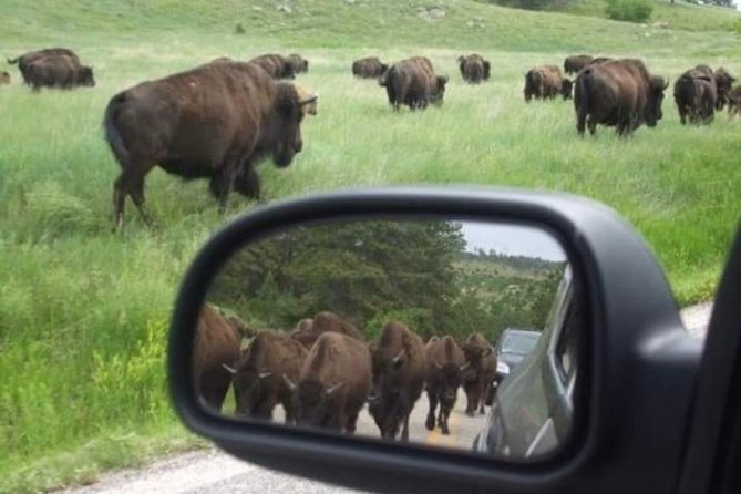Private Black Hills Monument Package - Opportunity to See Flora and Fauna