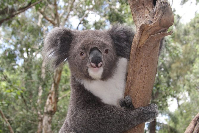 Private Blue Mountains Tour With Kangaroo and Koala Experience - Tour Details