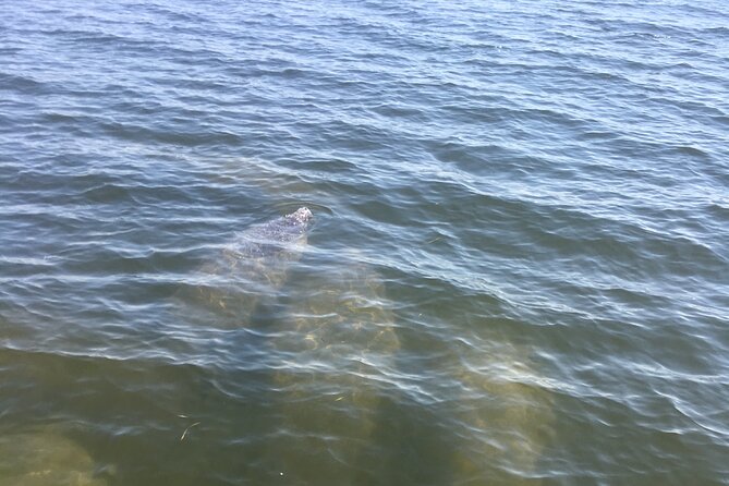 Private Boat and Dolphin Watching in Florida - Traveler Photos