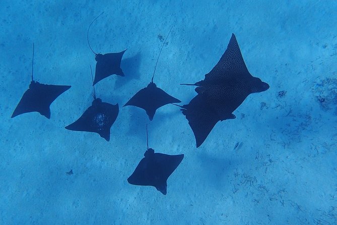 Private Bora Bora Lagoon Experience - Unique Experiences
