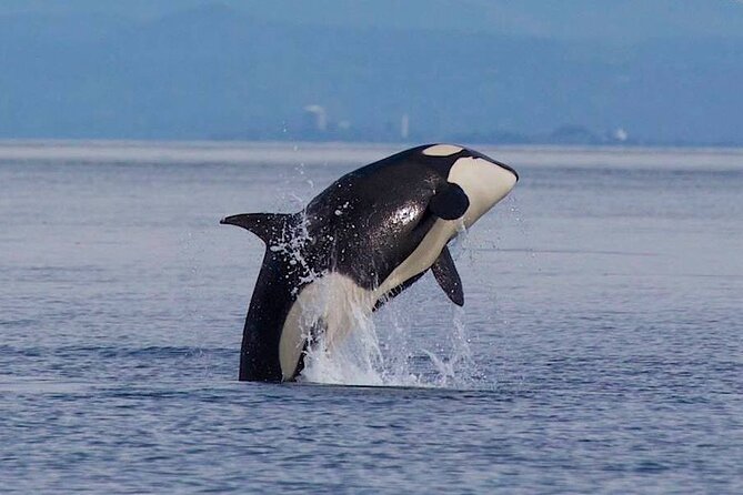 Private Charter - Marine Adventure and Whale Watching - Expectations and Requirements