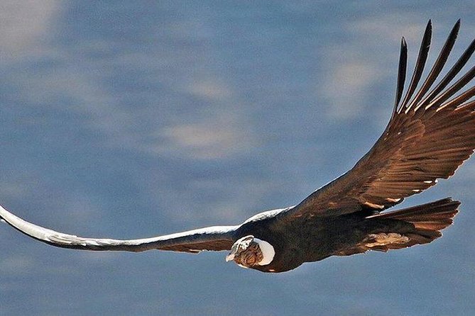 Private Colca Full-Day Tour From Arequipa - Pickup and Transportation