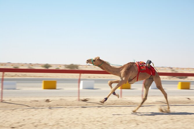 Private Combo Tour to Sheikh Faisal Museum and Camel Racing Track - Camel Racing Track