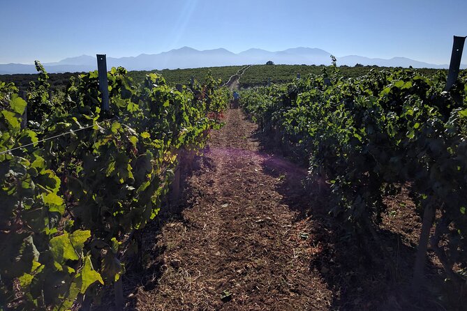 Private Cretan Gastronomic Experience Winery Visit With Tastings & Cooking Class - Wine Tasting at a Local Winery