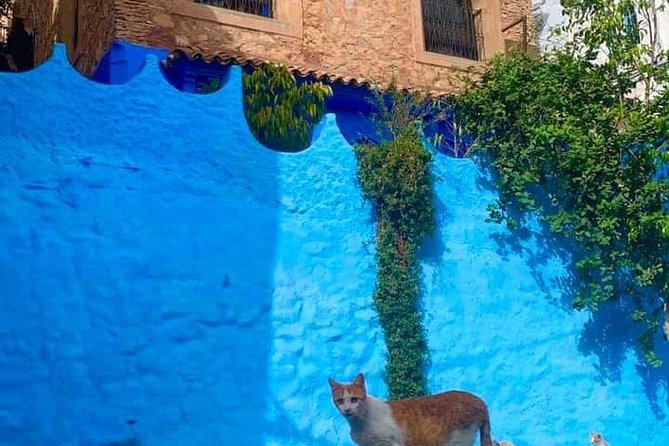 Private Day Tour to Chefchaouen From Tangier - Local Cuisine and Shopping