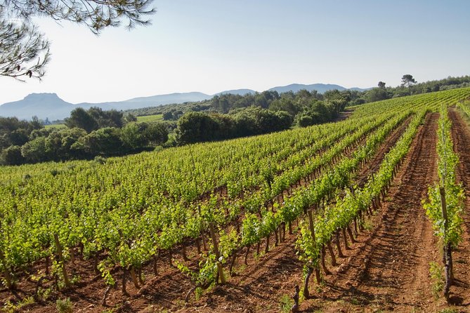 Private Day Trip: Wine Tasting Tour With Picnic Lunch From Cannes - Good To Know