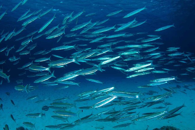 Private Diving on Shared Trip at Racha Noi and Racha Yai From Phuket Incl. Lunch - Meeting and Pickup Information