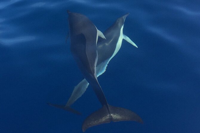 Private Dolphin and Whale Watching Tour in Madeira - Knowledgeable and Caring Crew