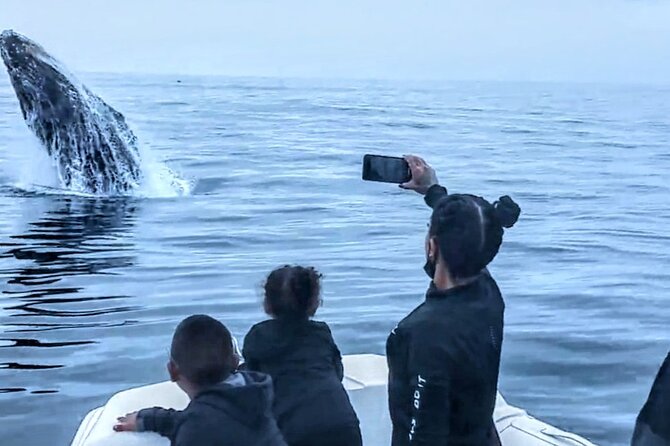 Private Dolphin and Whale Watching Tour in Newport Beach - Wildlife Search: Whales and Dolphins
