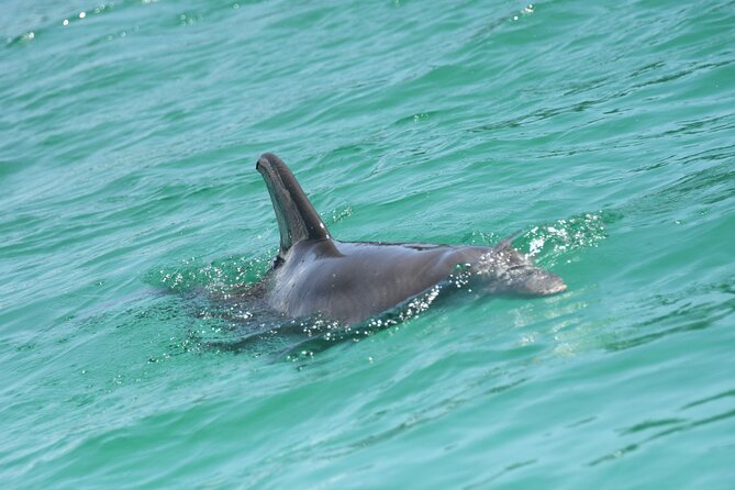 Private Dolphin Spotting Thrill Ride in Destin - Additional Information