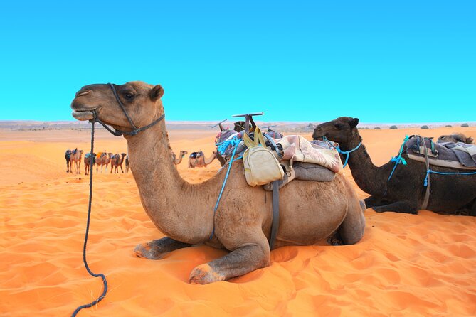 Private Driver for a Full Day in Marrakech - Additional Information and Assistance