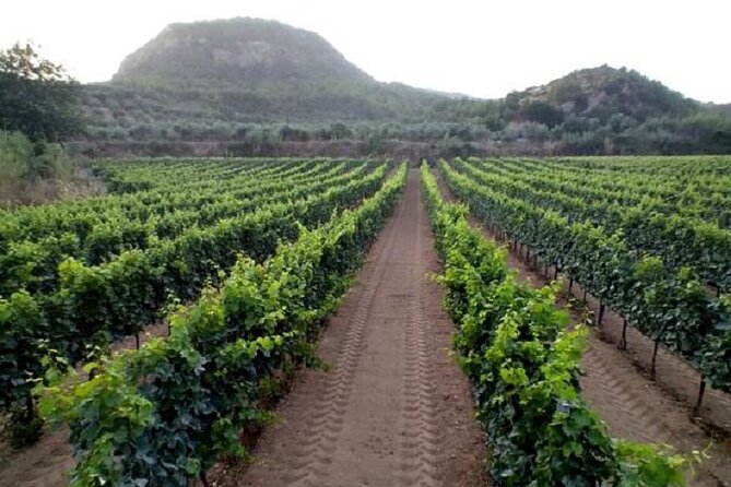 Private Excursion to Ancient Olympia - Bee Farm & Winery - Bee Farm Experience