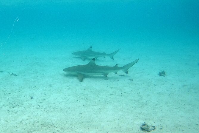 Private Excursion With Bike Paddle in Moorea and Snorkeling - Confirmation and Accessibility