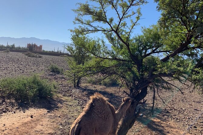 Private: Full Day Atlas Mountains Tour and Agafay Desert - The Sum Up