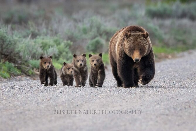 Private Full-Day Grand Teton National Park Tour With Picnic Lunch - Wildlife Viewing Opportunities