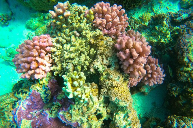 Private Full Day Lagoon Safari and Lunch on a Motu in Bora Bora - Indulge in a Delicious Motu Lunch