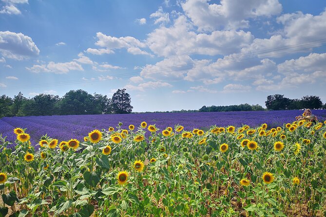 Private Fullday Provence Lavender Fields - Must-Have Lavender Experiences