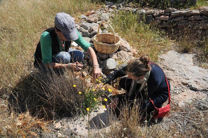 Private Greek Cooking Class and Foraging Experience in Syros - Cancellation Policy and Reviews