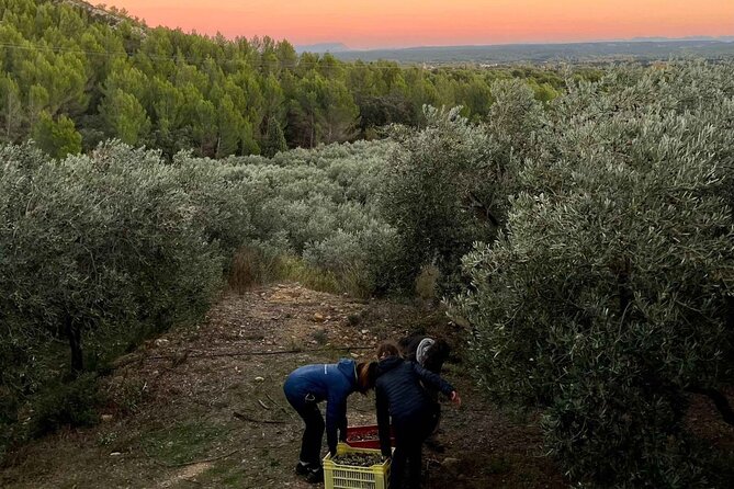 Private Guided Tour, Olive Oil Estate in Salon De Provence. - Opportunity to Purchase Olive Oil Products