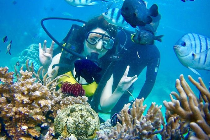 Private Guided Tour Scuba Diving At Marine Protected Area Included Lunch - Price