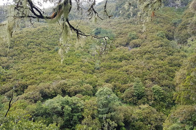 Private Guided Walk Levada 25 Fontes - Additional Information