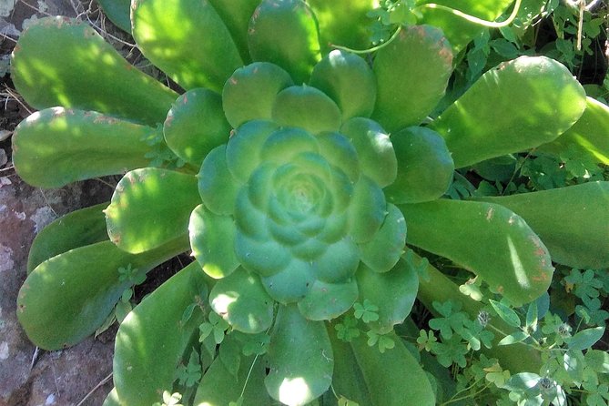 Private Half-Day Anaga Trekking Excursion  - Tenerife - Background