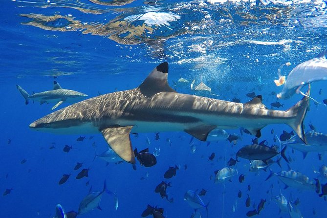 PRIVATE HALF DAY CULTURAL & LAGOON TOUR - Bora Bora Cultural Lagoon Tour - Safety Instructions for Snorkeling