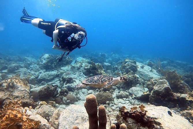 Private Half-Day Dive Trip in St Thomas Virgin Islands - Dive Certification and Medical Questionnaire