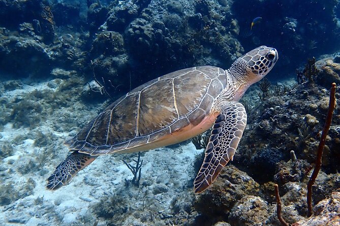 Private Half-Day Guided Snorkeling Charter in St. Thomas - Logistics and End Point Information