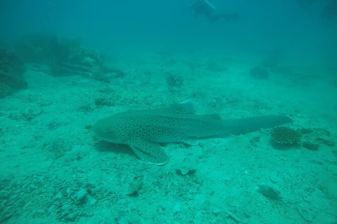 Private Half-Day Scuba Diving With Expert (1dive) - Scuba Diving Techniques