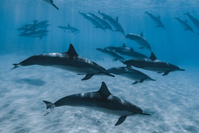 Private Half Day Snorkeling in Moorea - Traveler Reviews and Ratings