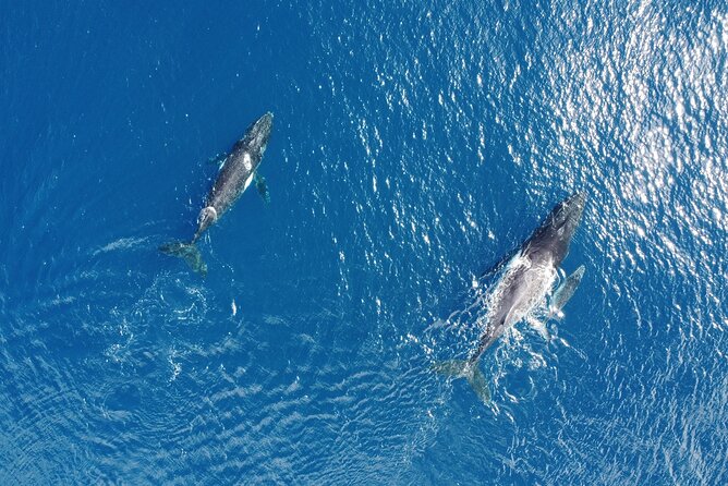 Private Half-Day Whale Watching Tour in Tahiti - Fitness Level Requirements