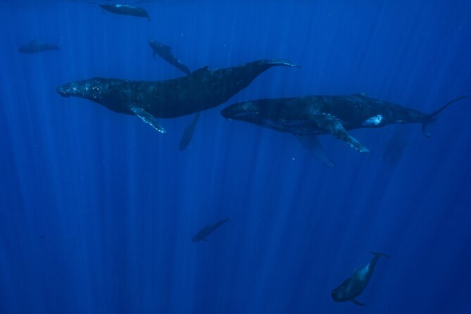 Private Half Day Whale Watching Tour - Common Questions