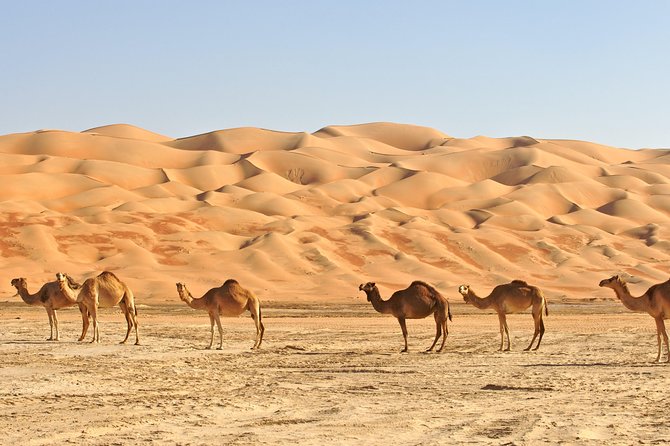 Private Liwa Full Day Desert Safari for Couples - Exhilarating Desert Drive The Sum Up