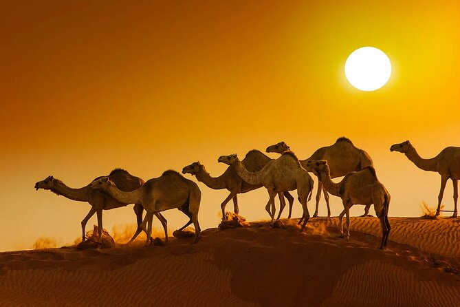 Private Liwa Overnight Camping With BBQ Dinner From Abu Dhabi - Additional Information