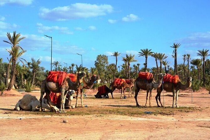 Private Marrakech Day Trip From Casablanca With Free Camel Ride - Tour Highlights
