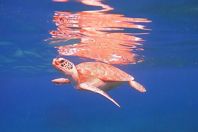 Private Morning Half-Day Snorkeling Trip - Tour Schedule and Duration