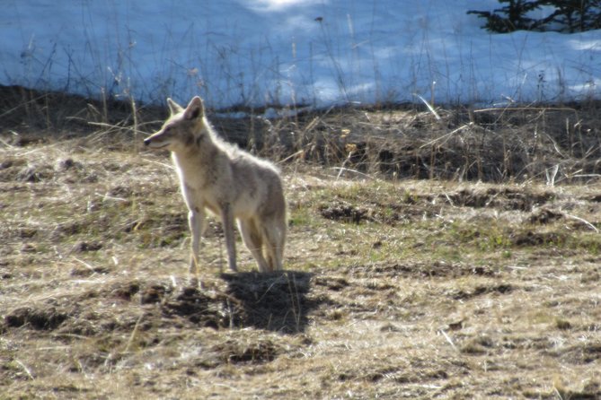 Private “Pet Friendly” Yellowstone National Park Tours by CWA - Meeting and Pickup
