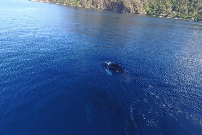 Private Premium Whale and Dolphin Safari St Lucia - Light Refreshments Onboard