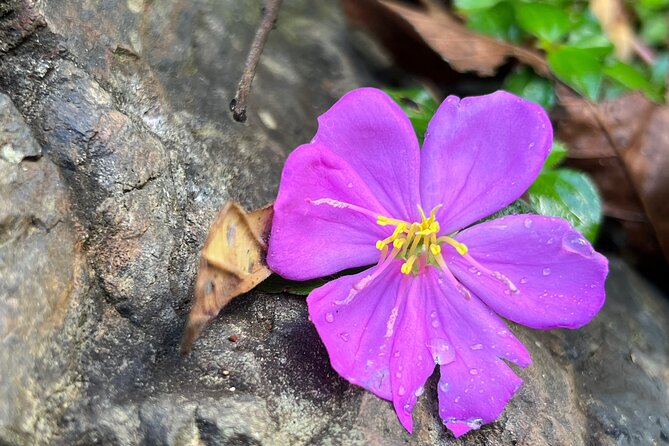 Private Rainforest Hike to Hidden Waterfall Tour With Transport - Directions