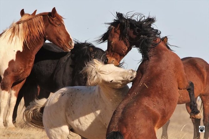Private Red Canyon Wild Mustang Tour - | Tour Overview         |