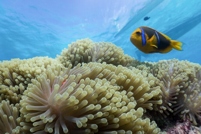 Private Reef Discovery Luxury Motu Lunch Cruise in Bora Bora - Private Boat Return