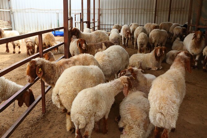 Private Shahania Bedouin Tour - Admission Tickets to Sheikh Faisal Private Museum Included